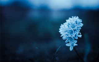 Blaue Blume